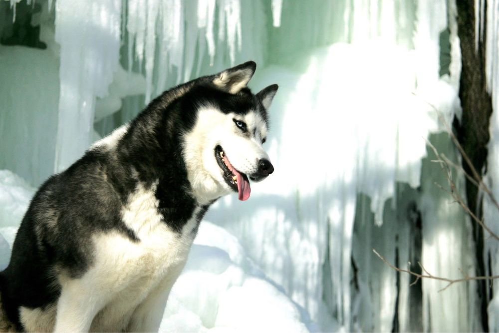 Сибірські хаскі. КСУ