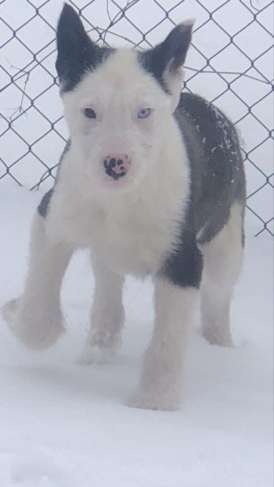 Щенки Якутской Лайки