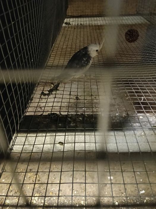 Caturra macho.Troco por fêmea