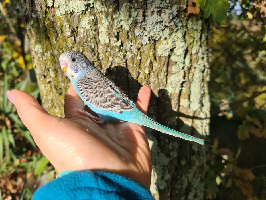 Periquitos Domésticado muito meigos