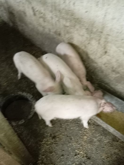 Продаються кабанчики