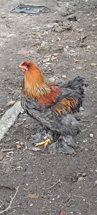 Ovos Galados Brahma Perdiz – Alta Fertilidade – Linhagem Gigante