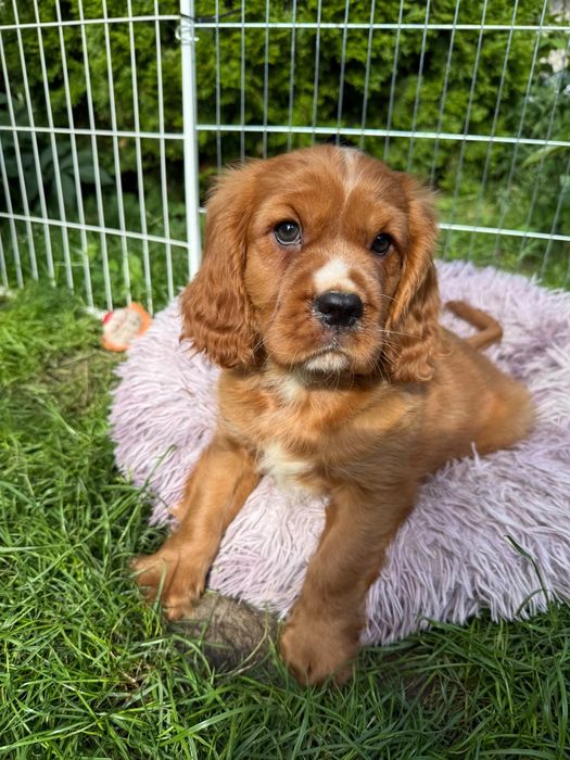 Cavalier King Charles Spaniel piesek