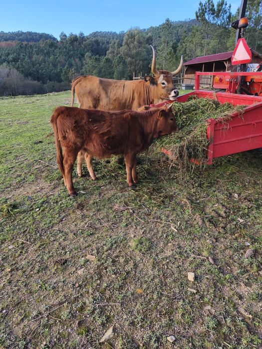 Vitela Cachena para dispensar