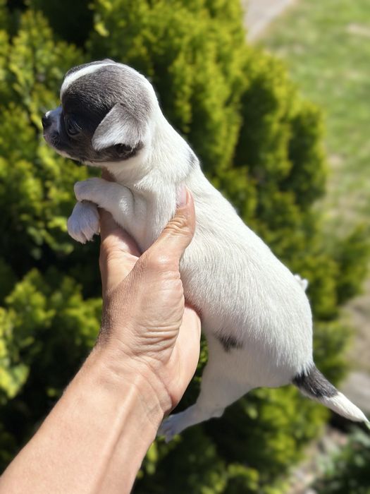 CHIHUAHUA dziewczynka bialo niebieska MINI :)