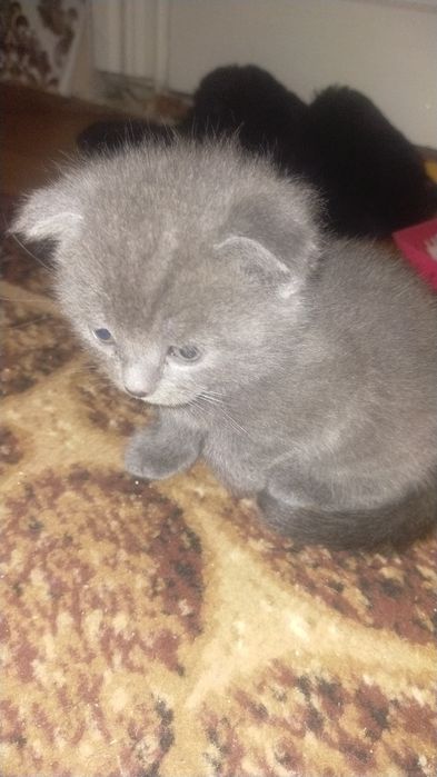 Продам чистокровні шотландські кошенятакошенята