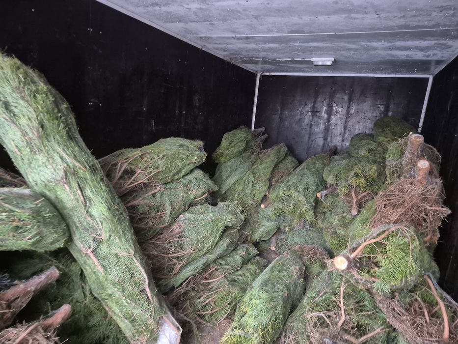 Елки стриженная сосна опт розница