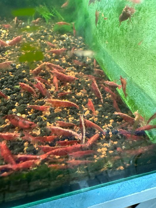 Camarões Neocaridinas