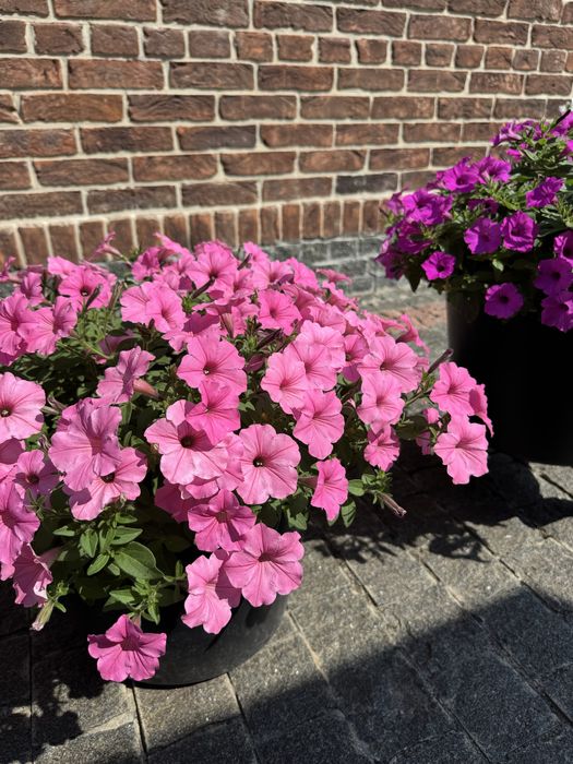 Петунія петуния петунья краматорск Краматорськ квіти цветы кашпо