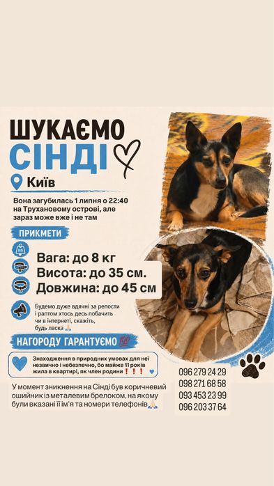 Шукаємо собаку / загубилась собака