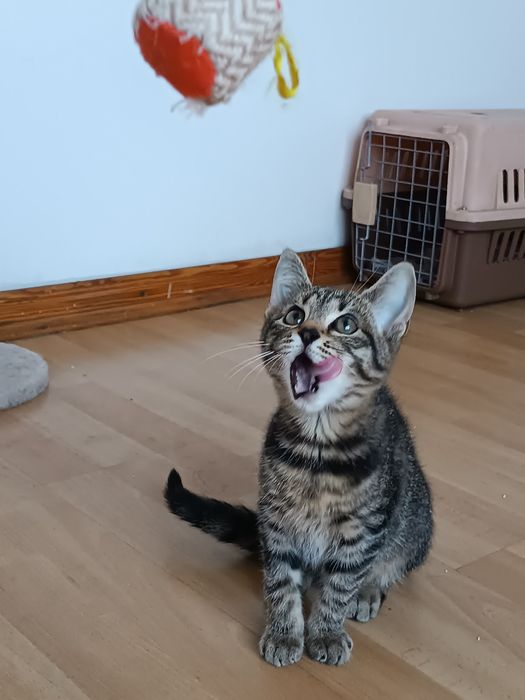 trzy piękne młode kitku do adopcji