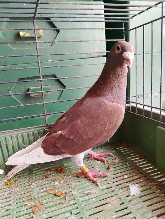 Sprzedam gołębie pocztowe para parzysta