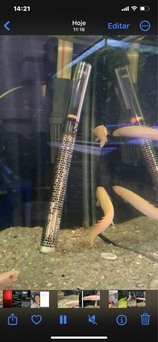 Polypterus  albinos  15 centimetros