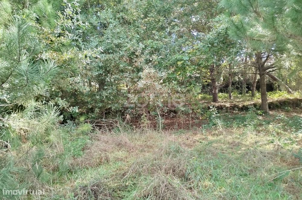 Lote para construção com vários arvores de fruto