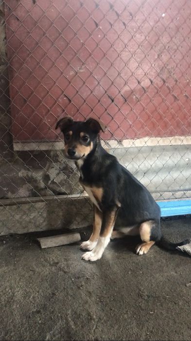 Віддам в добрі руки 2 дівчинки