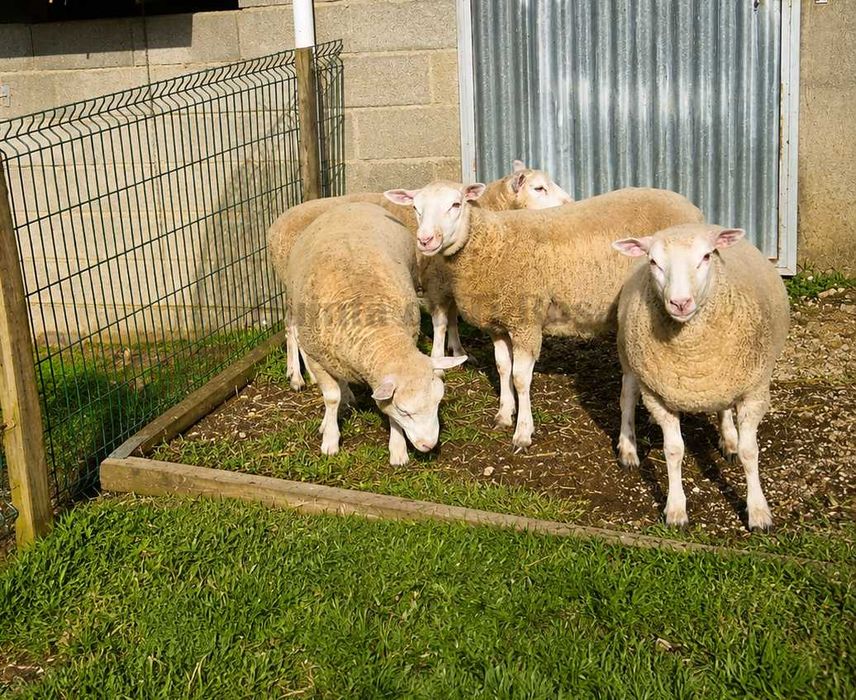 Borregas Texel Puras