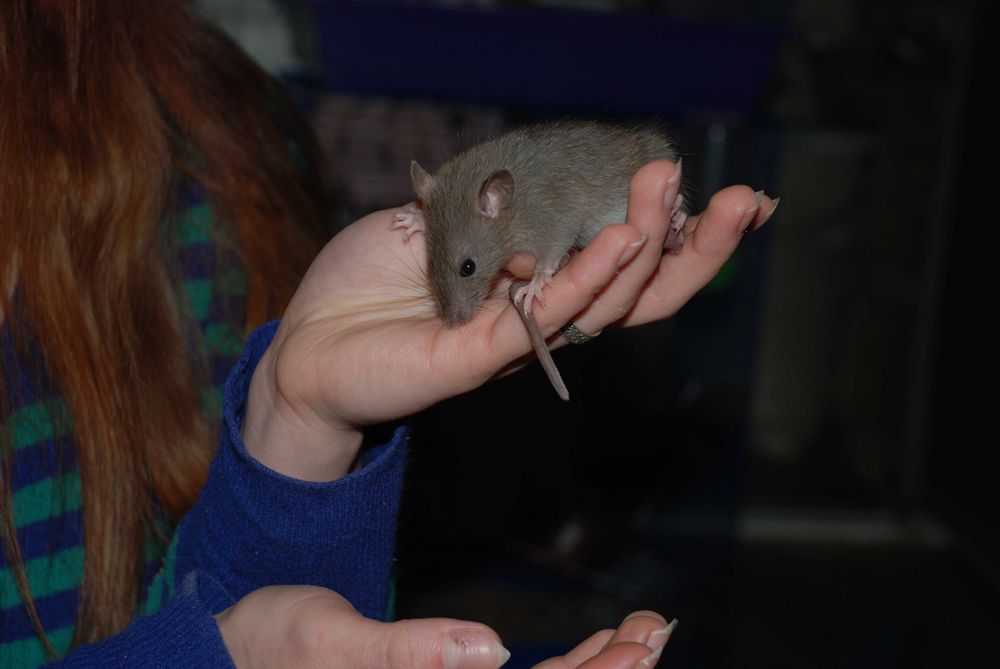 Щуренятка щурики, домашня декоративна криска дамбо та укомплект клітки