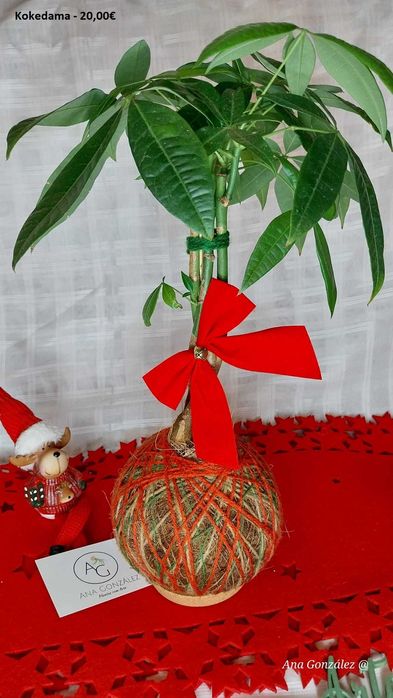 Kokedamas e Decoração artística - Plantas com Arte