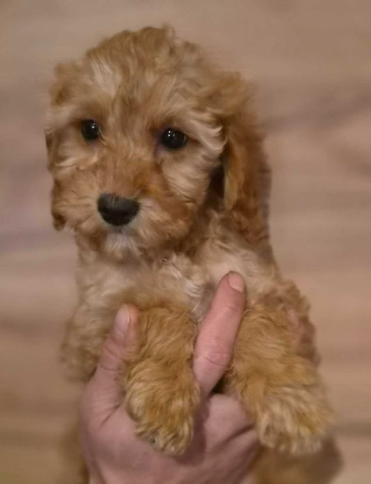 Labradoodle Sunia