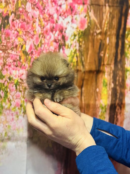 Супер-МІНІ хлопчик КСУ