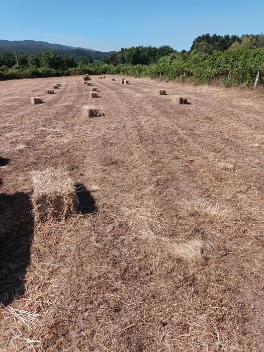 Feno bravio de pousio