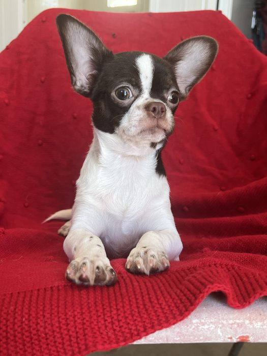 Chihuahua Macho  Pelo Curto