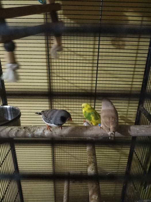 Sprzedam Młode zeberki