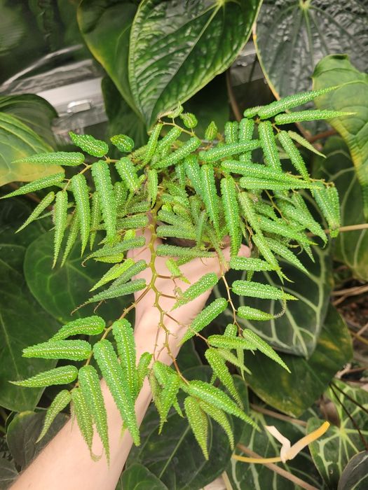 Begonia pteridiformis
