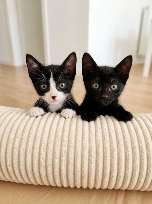 Setúbal / Margem Sul / Lisboa — HAPPY + DOPEY, gatinhos para adoção conjunta