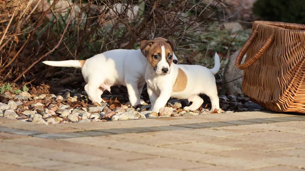 Jack Russell Terrier PIESEK od"BREFIO"/badania genet./odbiór