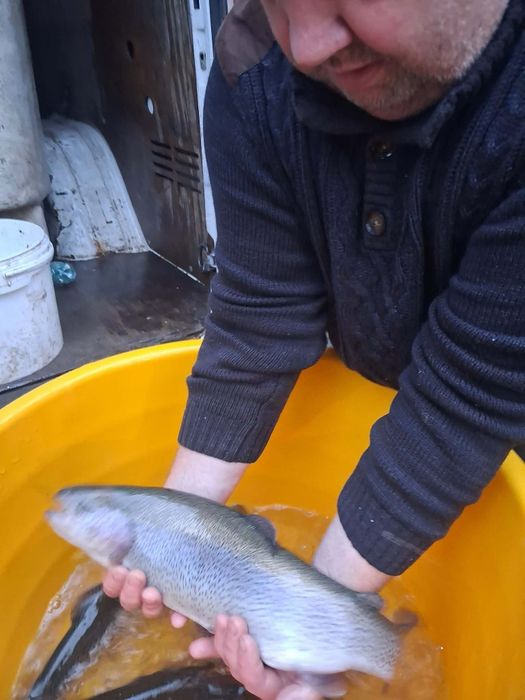 Pstrąg stawowy węgorz lin karp koi