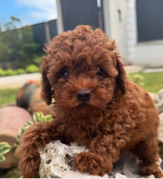 Красунчик той пудель ред Браун