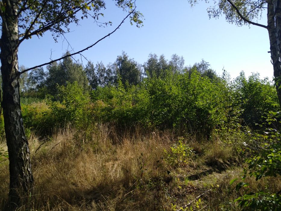 Usługi mulczerem powierzchniowym