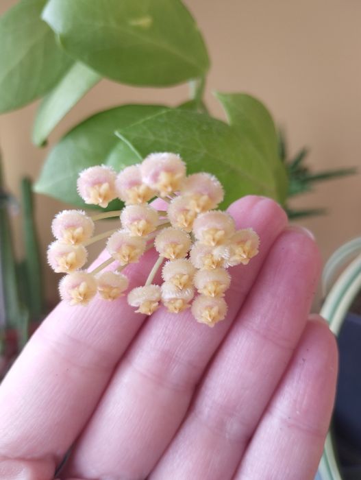 Продам сукулент Hoya obscura
