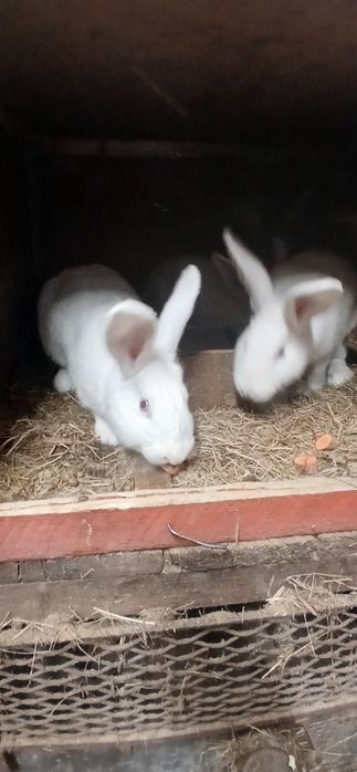 Króliki mieszańce samiczki do zakocenia