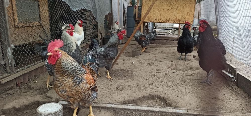 Домашні півні чубаті