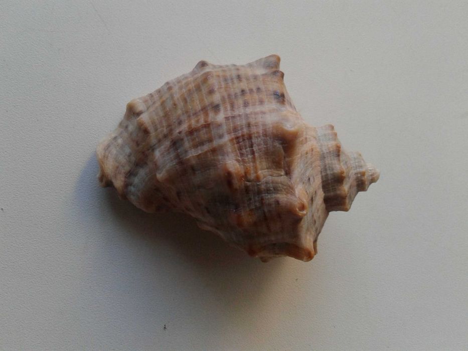 Ракушка черноморского рапана