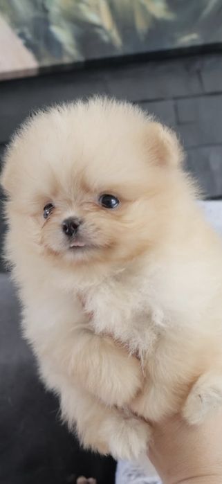Lulu da Pomerânia.  500 gramas Super Mini.Ursinha Russa. Spitz anão. LOP e Afixo.