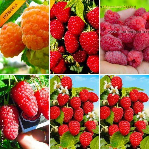 Саженцы яблоня,груша,слива,вишня,черешня,персик,абрикос, виноград,розы