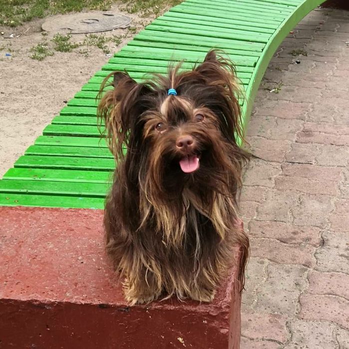 В'язка Йорк (шоколадний)