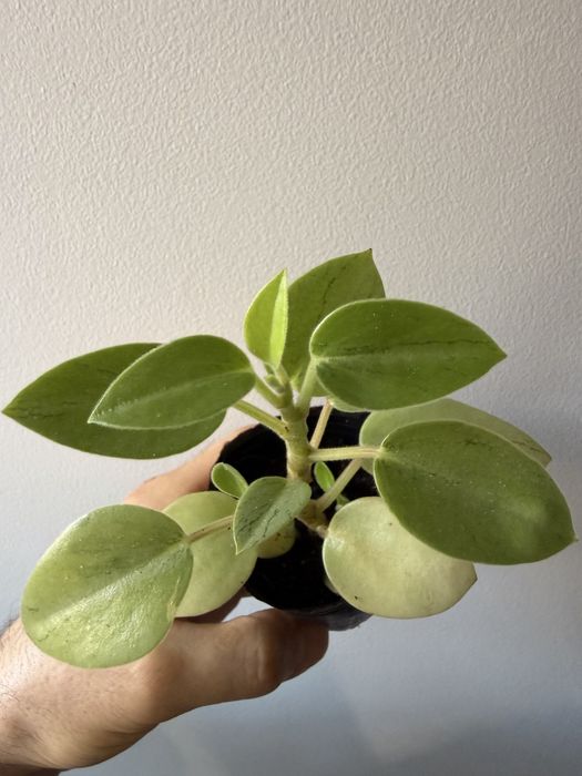 Peperomias  obtusifolia Variegata e pixie lime