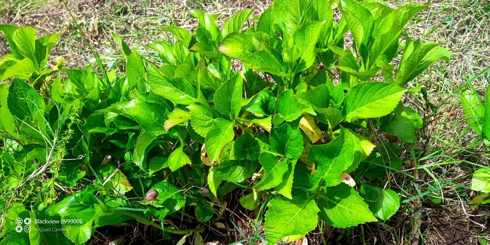 Hortênsias ou granjas