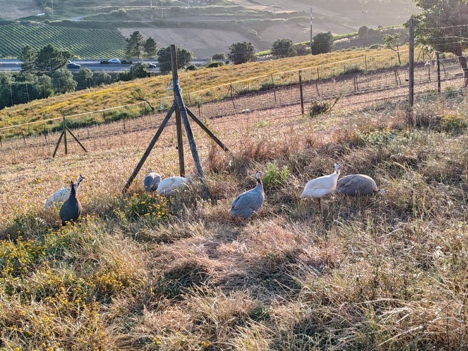 Ovos Fracas/Galinhas Angola Patos Rouen/Saxony
