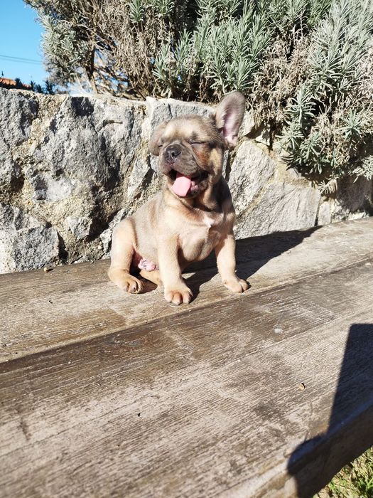 Bulldog Francês Macho