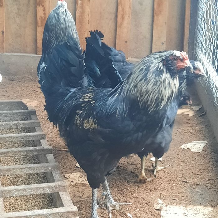 Молоденькі півники