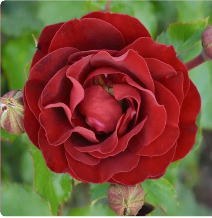 Róża pnąca czerwona pachnąca