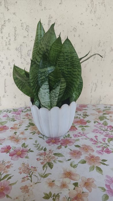 Продаю сансівьєру дорослу