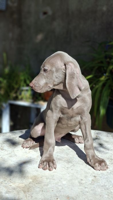 Weimaraner com lop