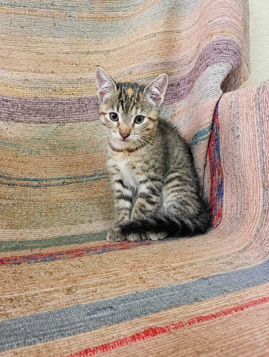 FÊMEA | Gatinha disponível para Adoção Responsável
