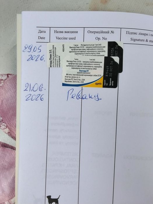 Продам щенков ЗС лайки. Девочки.